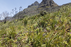 Leucadendron argenteum