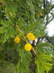Vachellia xanthophloea