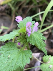 Lamium hybridum