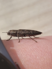 Dicerca lurida
