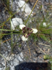 Moraea lurida