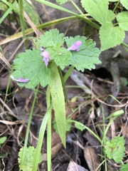 Lamium hybridum