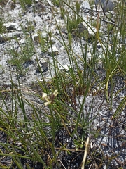 Moraea lurida