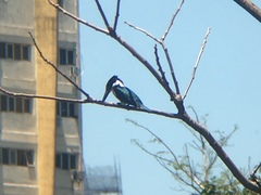 Chloroceryle amazona