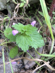 Lamium hybridum