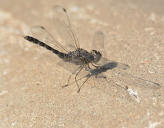 Bradinopyga geminata