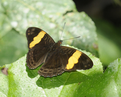 Adelpha leucophthalma