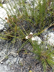 Moraea lurida