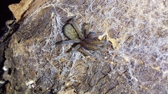 Phyxelididae