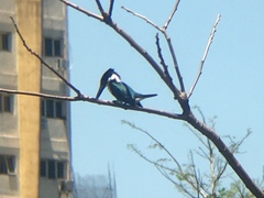 Chloroceryle amazona