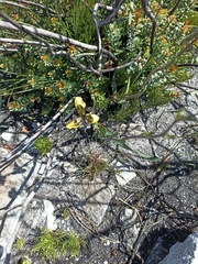 Moraea lurida