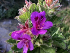 Pelargonium cucullatum