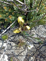 Moraea lurida
