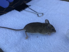 Peromyscus gambelii