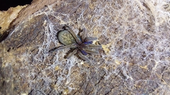 Phyxelididae