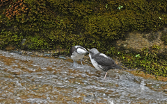 Cinclus leucocephalus
