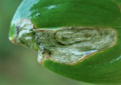 Parallelomma