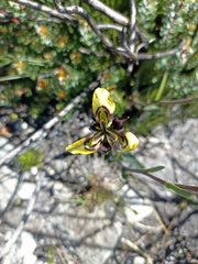 Moraea lurida