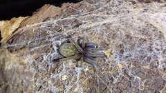 Phyxelididae