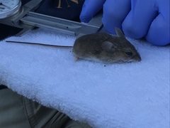 Peromyscus gambelii