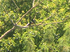 Chloroceryle amazona