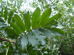 Cupania