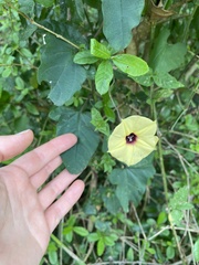 Hewittia malabarica