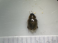 Enochrus