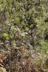 Phylica pubescens
