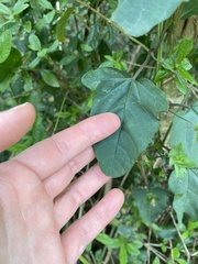 Hewittia malabarica