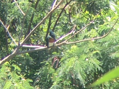 Chloroceryle amazona