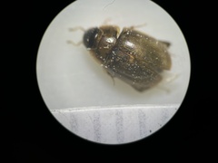 Enochrus