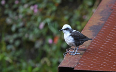 Cinclus leucocephalus