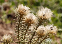 Phylica pubescens