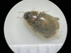 Enochrus