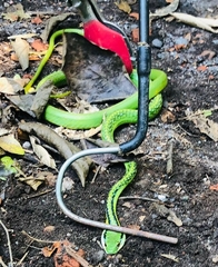 Leptophis diplotropis