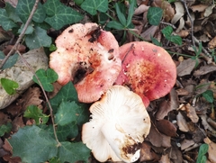 Russula maculata