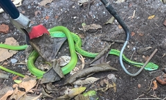 Leptophis diplotropis