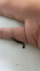 Spirobolellus immigrans