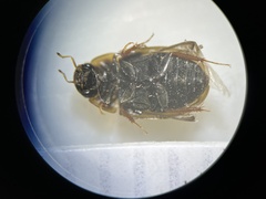 Enochrus