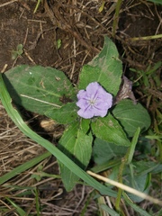 Ruellia cordata