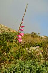 Watsonia borbonica