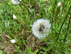 Hypochaeris chillensis