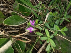 Polygala amatymbica