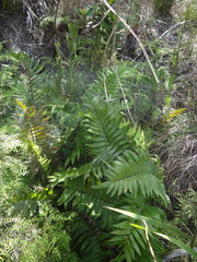 Blechnum capense