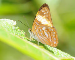 Adelpha zina