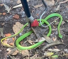 Leptophis diplotropis