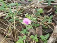 Polygala amatymbica