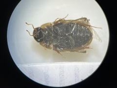 Enochrus