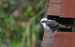 Cinclus leucocephalus